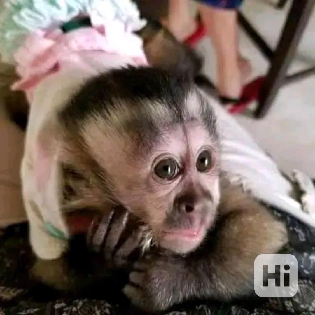  Znovunajímání nádherných kapucínských opic       - foto 1