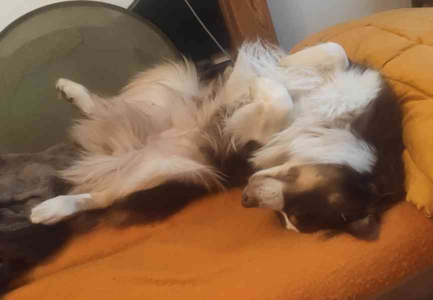 Hledá se nový domov pro pejska HUGA - foto 5