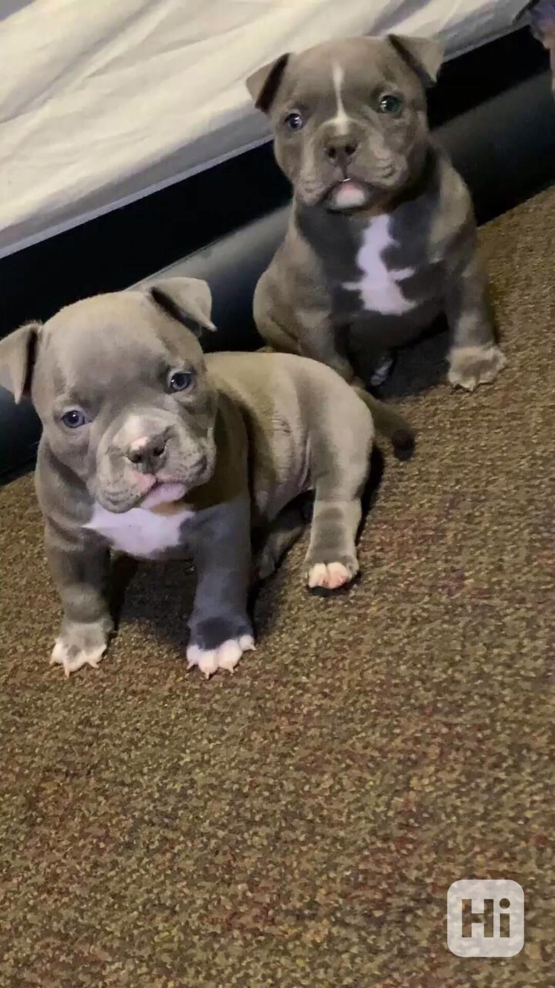 fenku Americký pitbull - foto 1