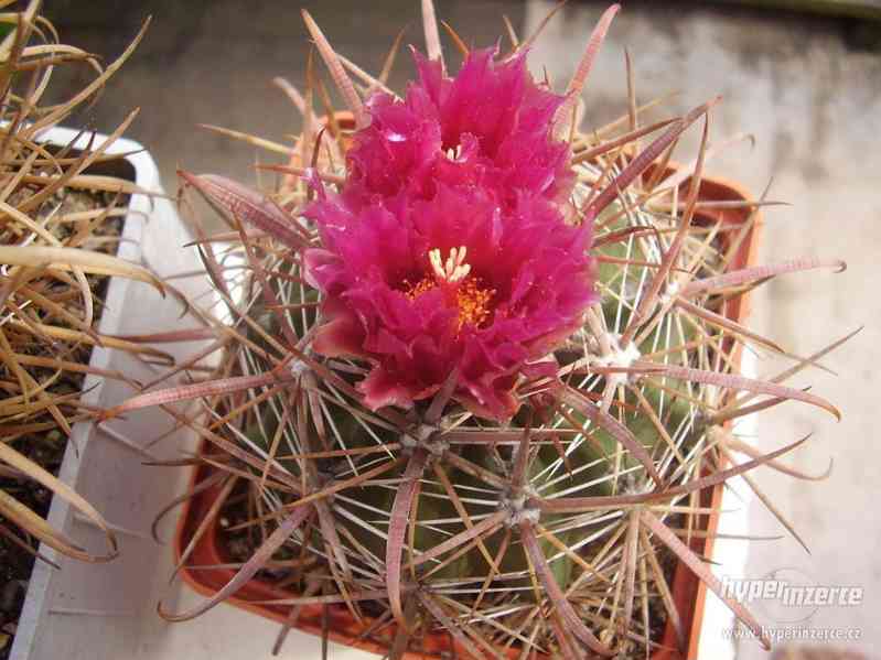 kaktus Ferocactus fordii - semena - foto 1