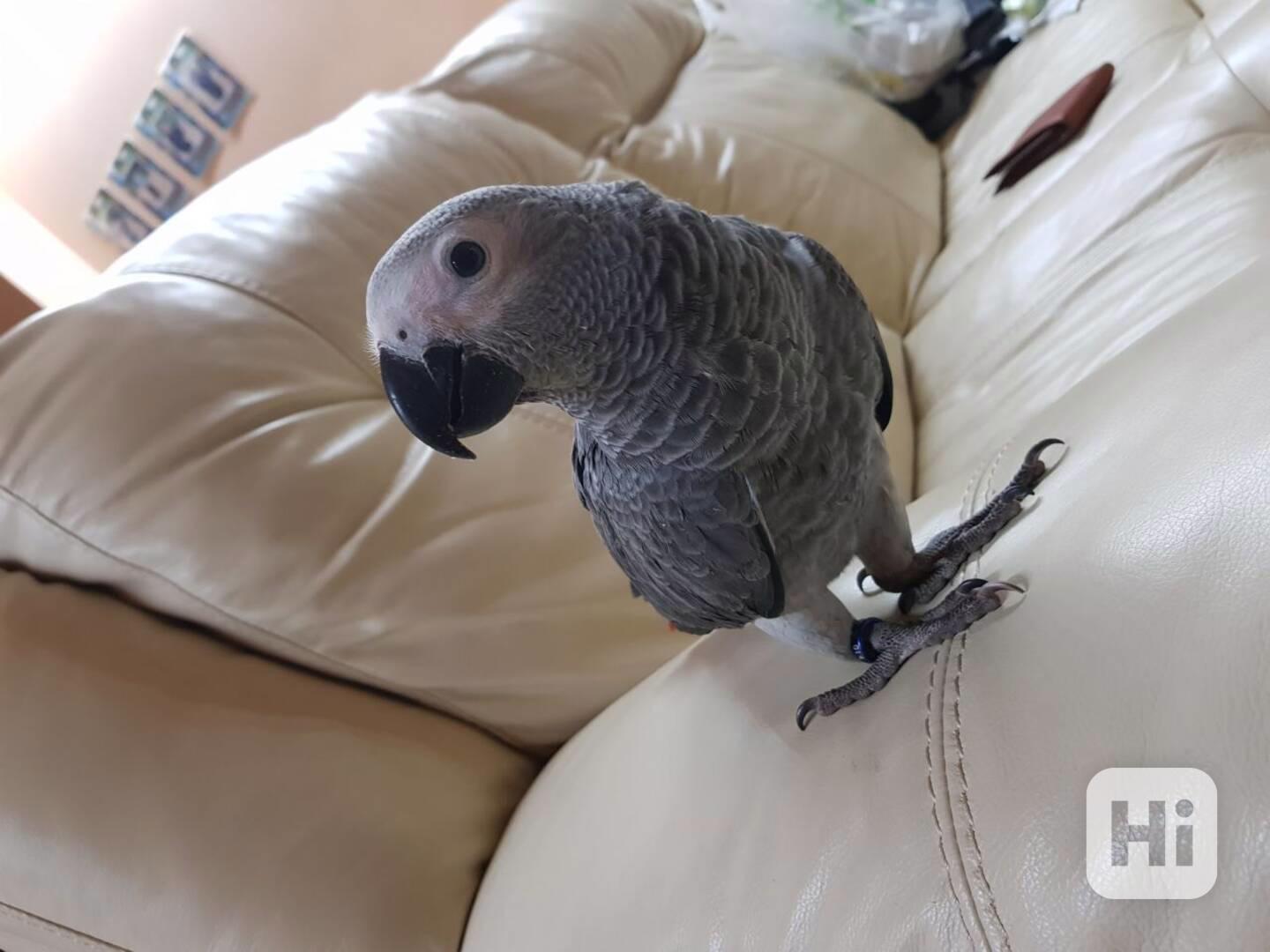 🦜 K dispozici krásný papoušek šedý - foto 1