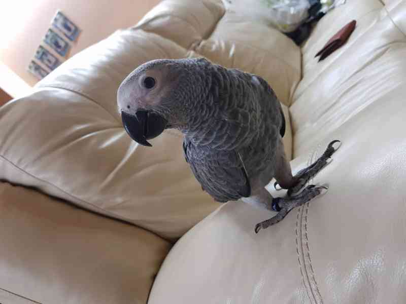 🦜 K dispozici krásný papoušek šedý - foto 1