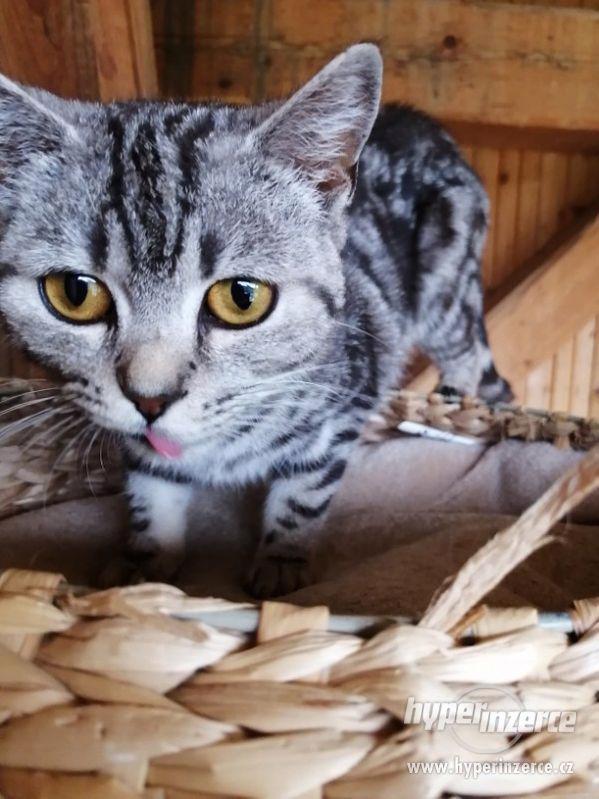 Britská whiskas koťátka k odberu - foto 2