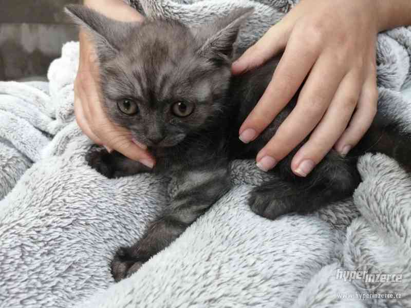 Britská whiskas koťátka k odberu - foto 3