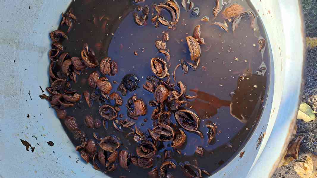 Skořápky vlašských ořechů odvar (silný) - foto 2