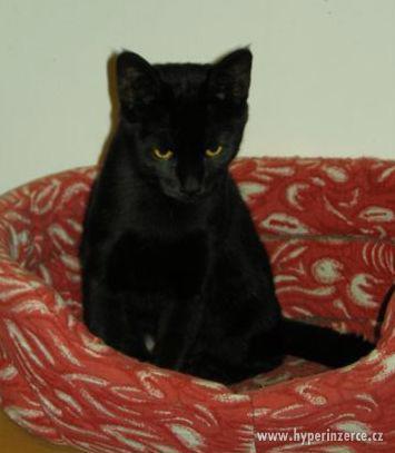 Hodná černá štíhlounká kočička Xena je 11timěsíční. - foto 2