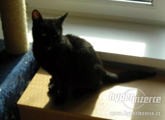 Hodná černá štíhlounká kočička Xena je 11timěsíční. - foto 3