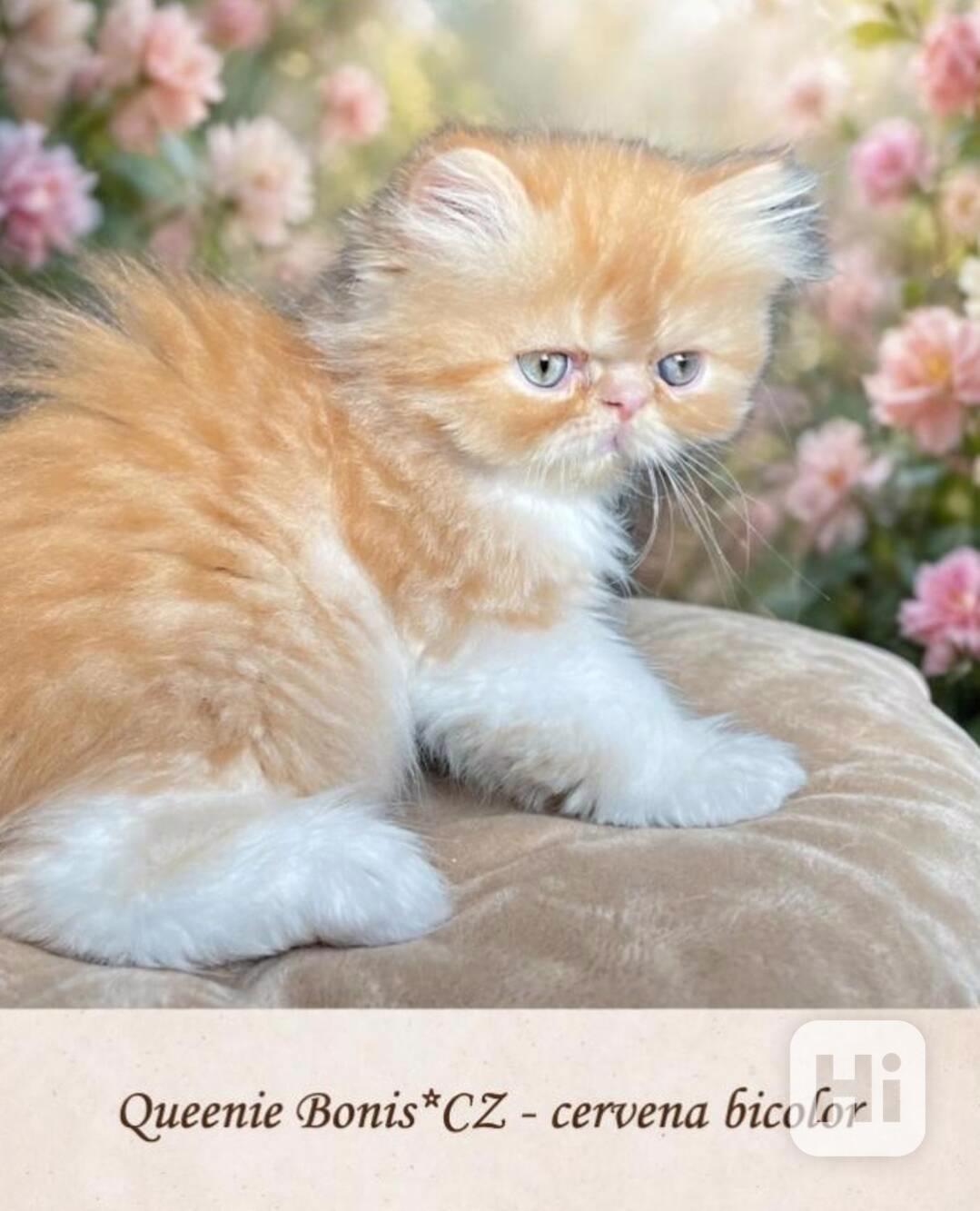 Perská kočička jménem „Queenie  - foto 1