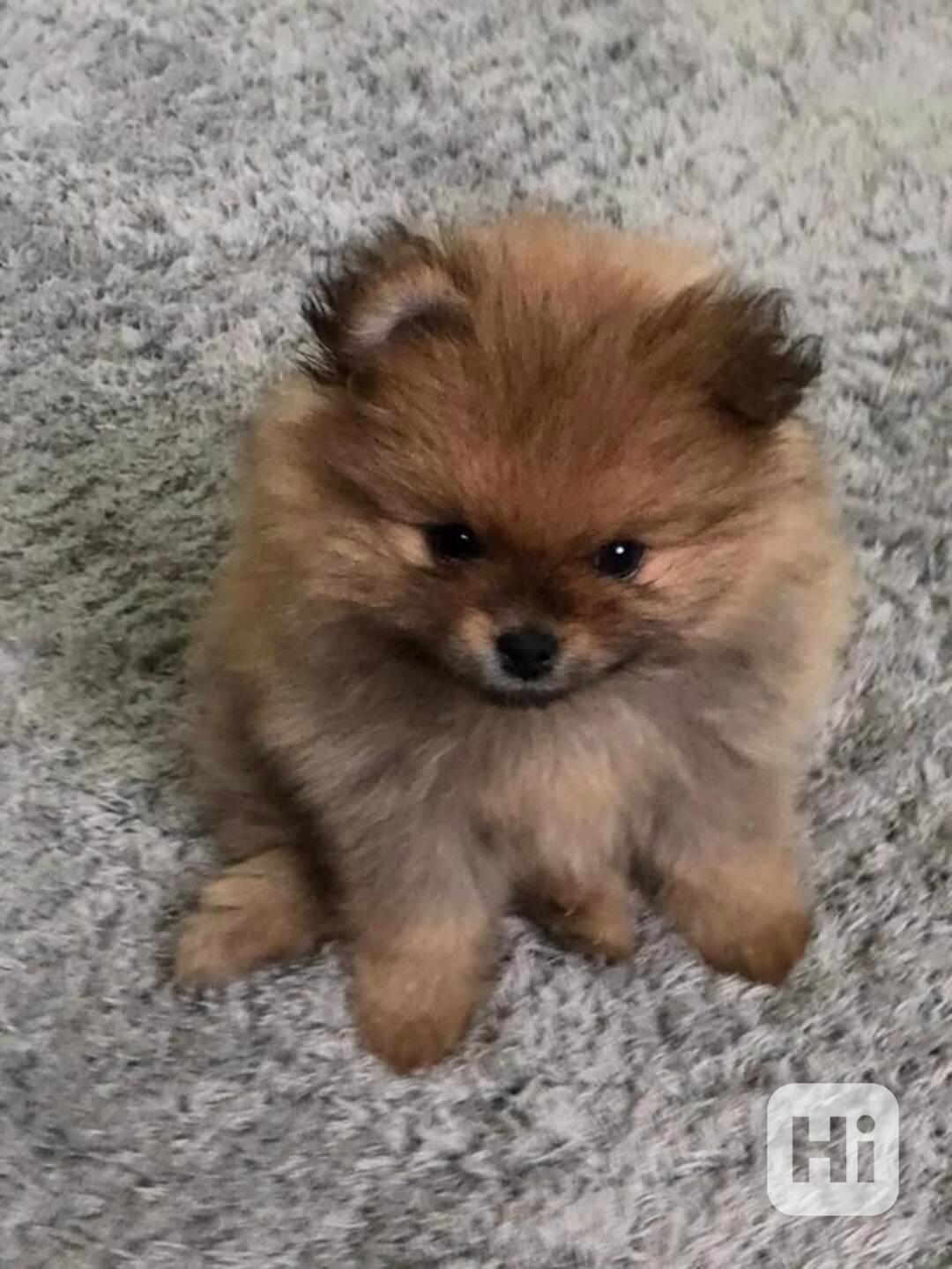 Popravám pomeraniana do dobrých rukou 🐾 - foto 1