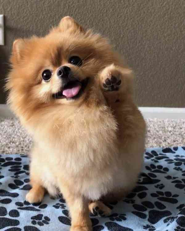 Popravám pomeraniana do dobrých rukou 🐾 - foto 3