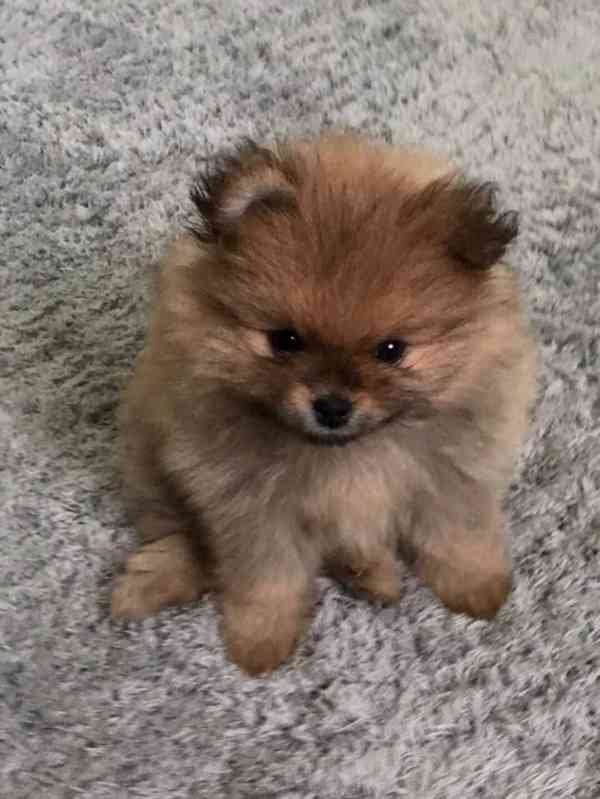 Popravám pomeraniana do dobrých rukou 🐾 - foto 1