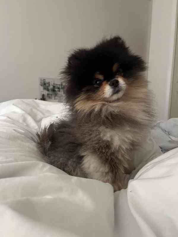 Popravám pomeraniana do dobrých rukou 🐾 - foto 2