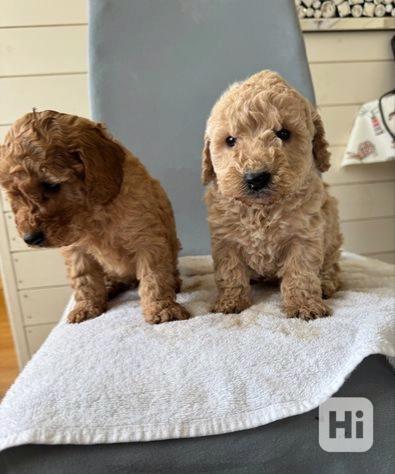 Cavapoo štěňata - foto 1