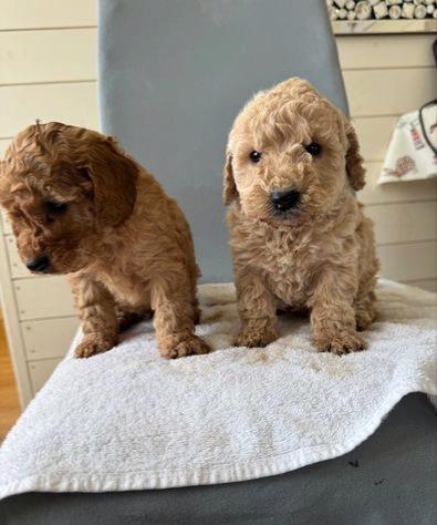 Cavapoo štěňata - foto 1