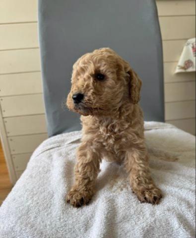 Cavapoo štěňata - foto 2