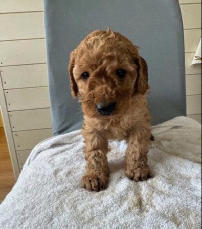 Cavapoo štěňata - foto 3