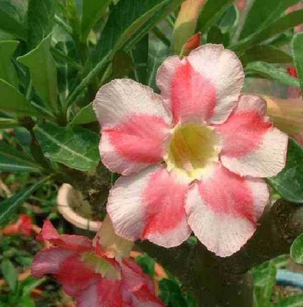 semena Adenium obesum beauty cloud