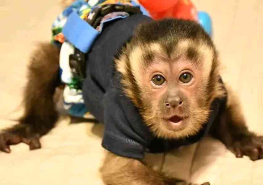  Rozkošné kapucínské opice - foto 1