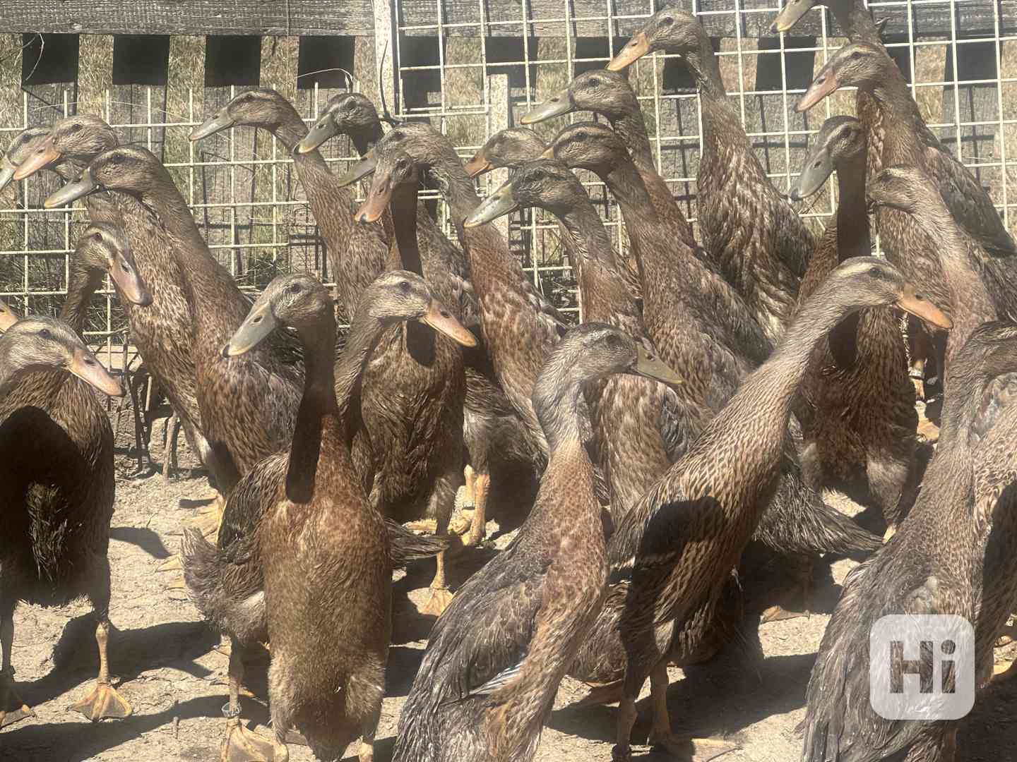 Indický běžec pstruhový  - foto 1