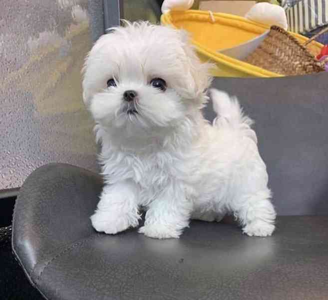 Cuddle White Maltese Puppies - foto 2