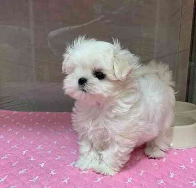 Cuddle White Maltese Puppies - foto 3