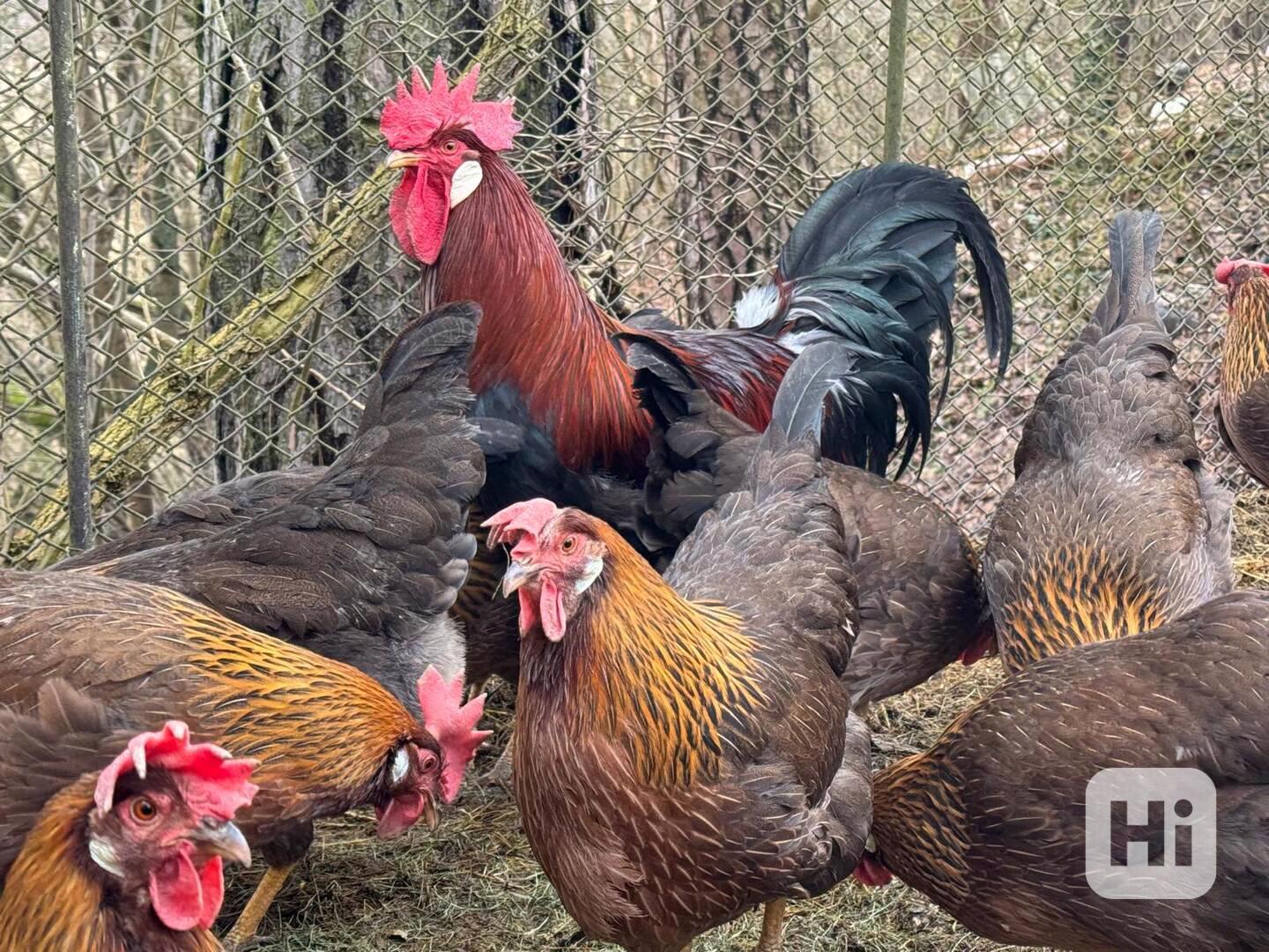 Vlaška koroptví - násadová vejce - foto 1