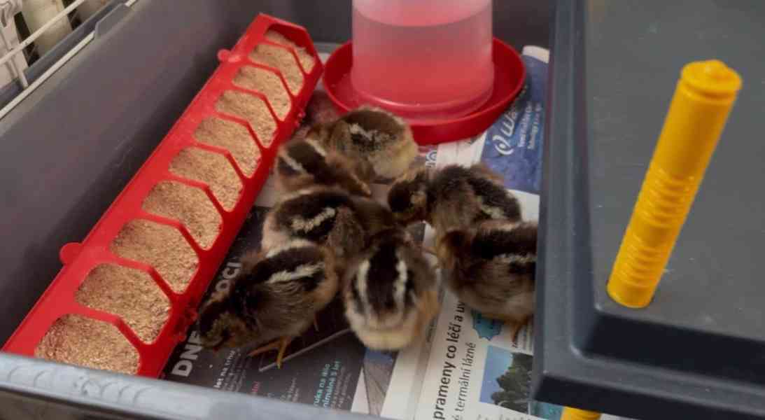 Vlaška koroptví - násadová vejce - foto 7