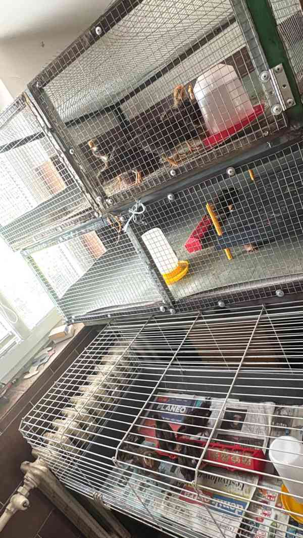 Vlaška koroptví - násadová vejce - foto 9