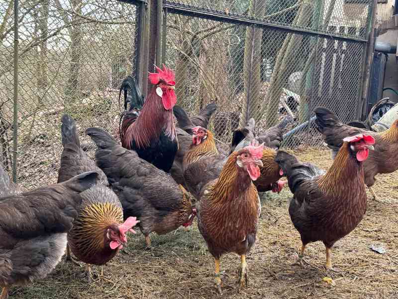 Vlaška koroptví - násadová vejce - foto 6