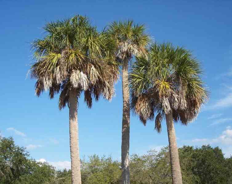 naklíčená semena palma Sabal palmetto