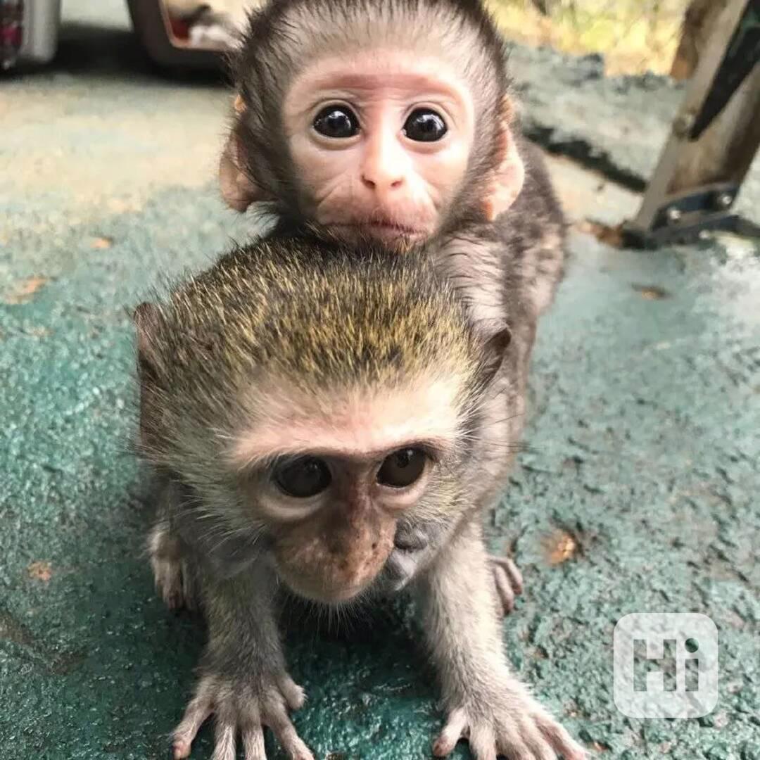 🐒 Tři kapucínské opice k dispozici - foto 1