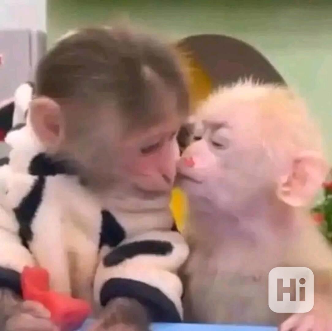  Klidné a roztomilé kapucínské opice - foto 1