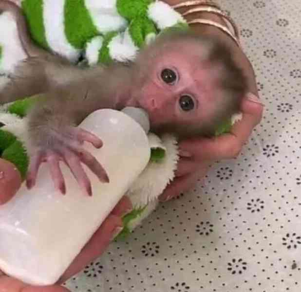 Máme k dispozici tři kapucínské opice - foto 2