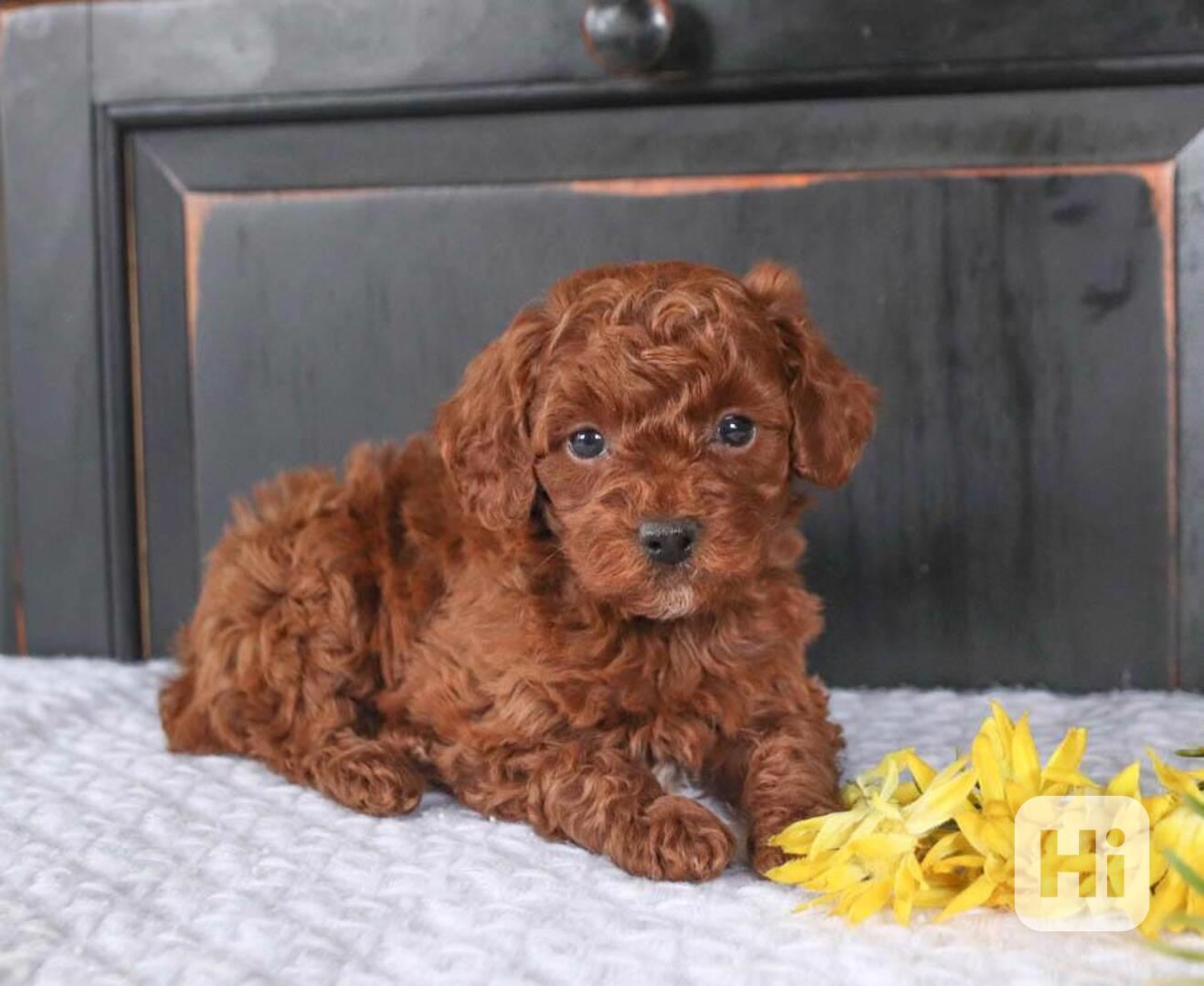 Pejsek a fenka toy pudl ve věku 12 týdnů - foto 1