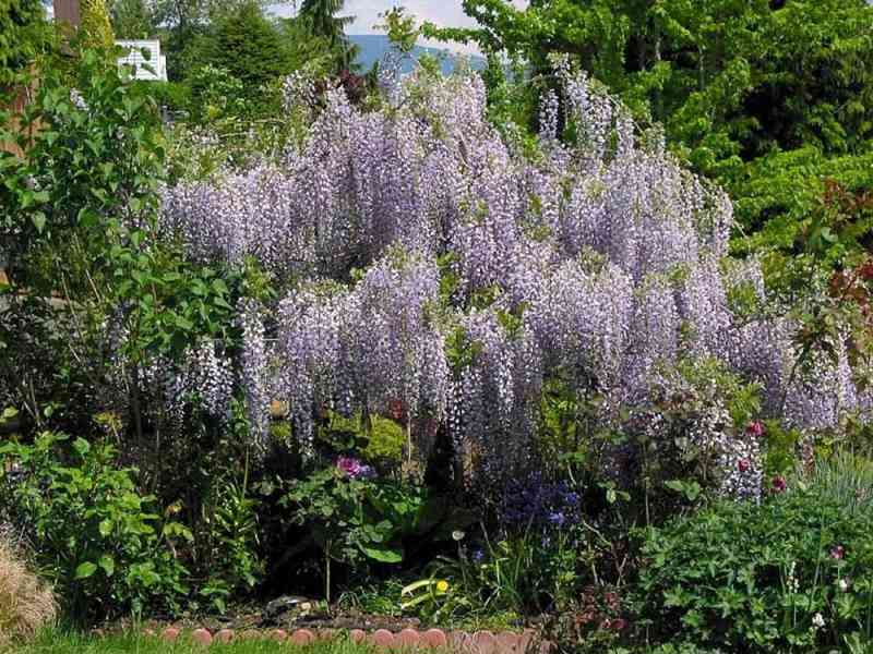 Semena Wisteria Sinensis - foto 2