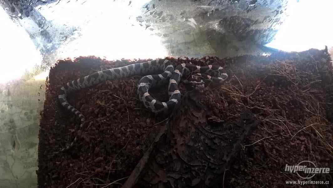 Užovka červená - elaphe guttata - mláďata - Prodej - foto 1