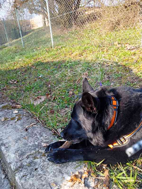 Fenka  - foto 2