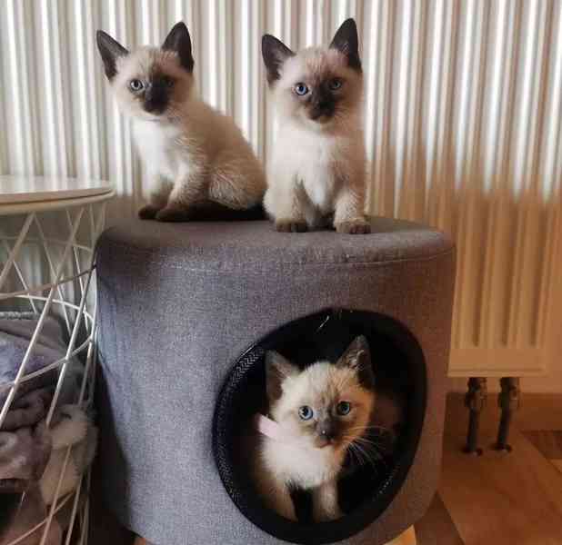 siamská koťata k adopci - foto 8