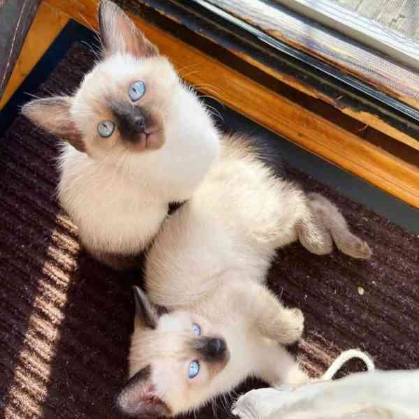 siamská koťata k adopci - foto 5