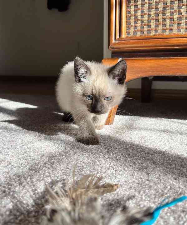 siamská koťata k adopci - foto 4