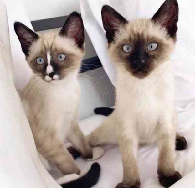 siamská koťata k adopci - foto 10