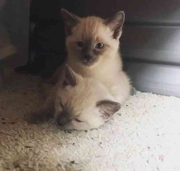 siamská koťata k adopci - foto 9