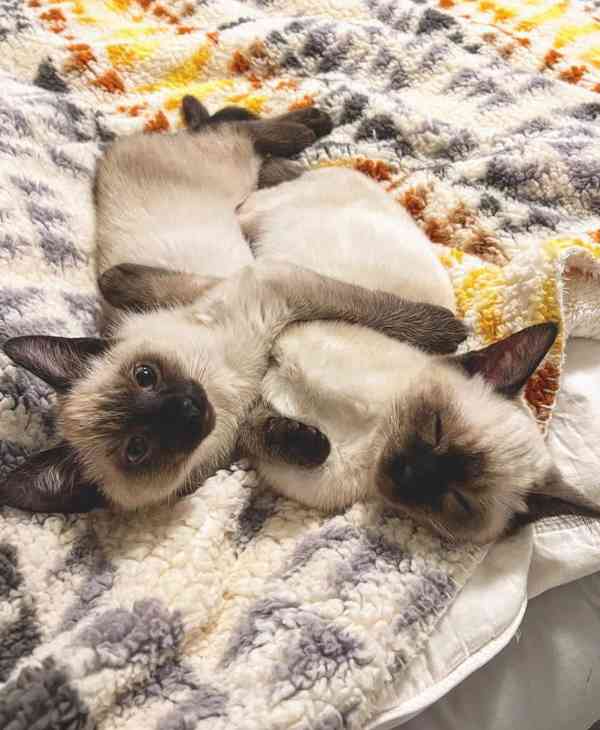 siamská koťata k adopci - foto 3