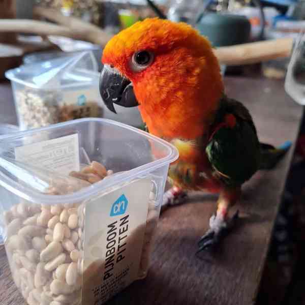 Roztomilí papoušci arové 