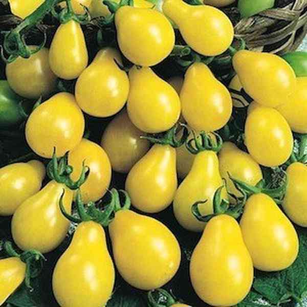 semena rajče Perun - Žlutá hruška