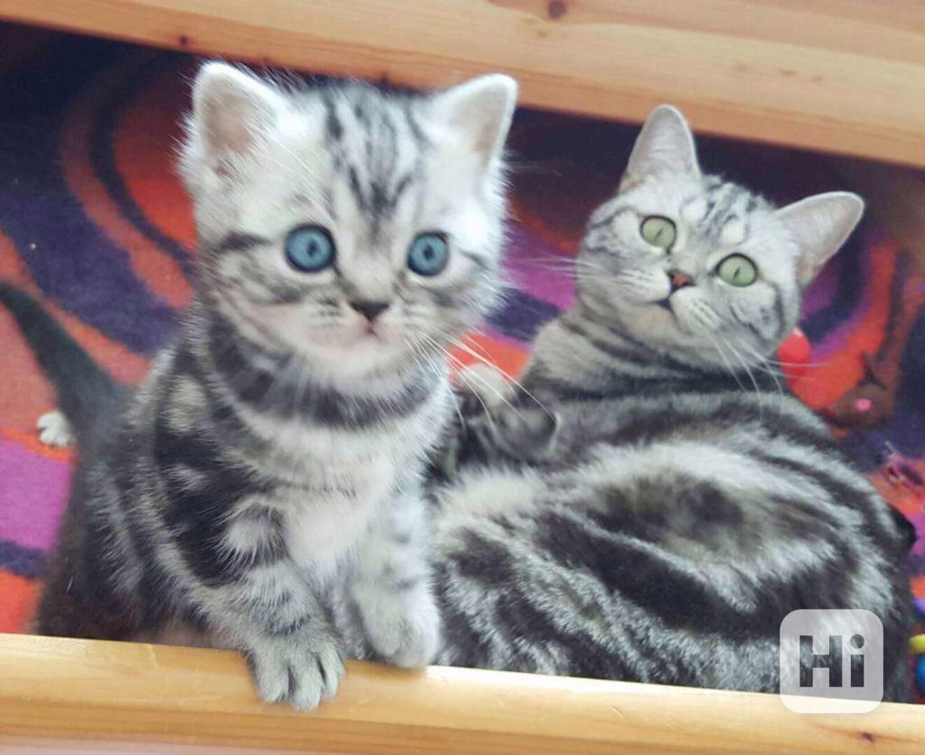 Bhk Britská koťata - foto 1