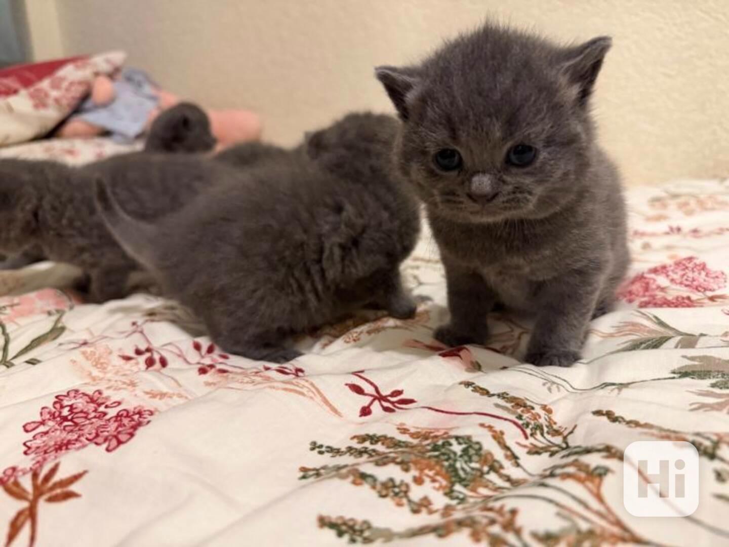 Britské krátkosrsté kotě s PP - foto 1