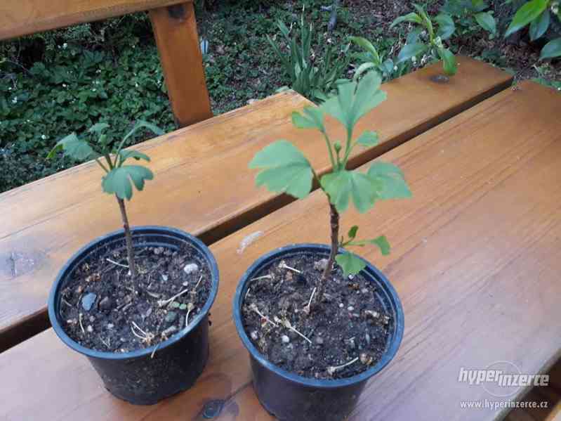 Gingko biloba, Jinan dvoulaločný semenáče - foto 1
