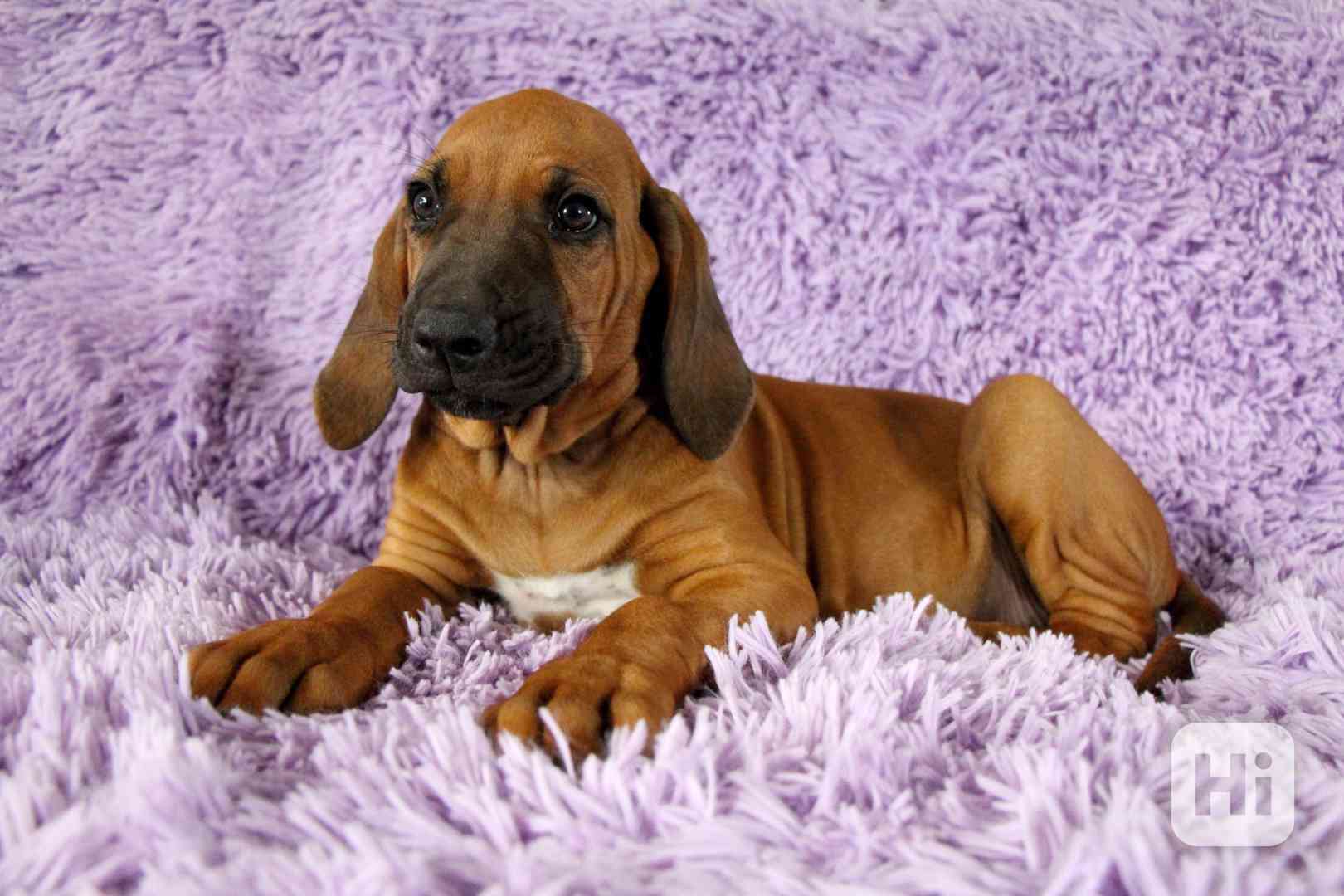 Štěně Rhodéský Ridgeback s PP pes - bazar - Hyperinzerce.cz