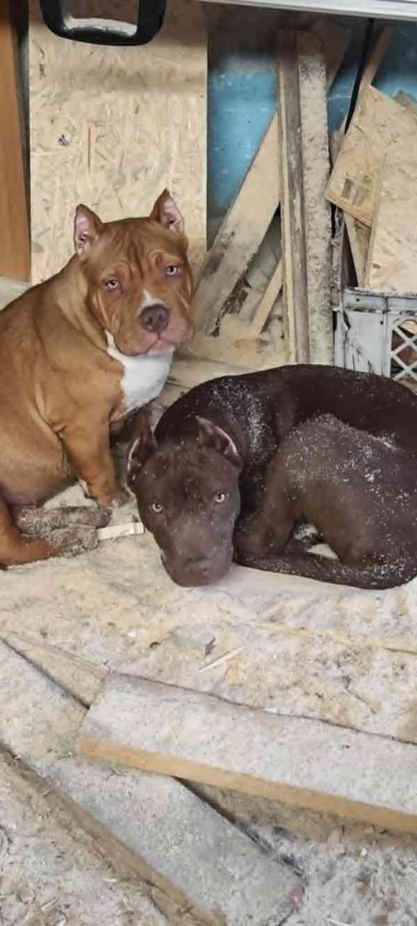 Americký pitbulterier pitbul pitbull red nose pekna fena - foto 23